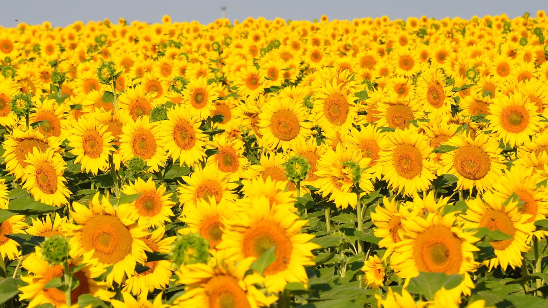 sunflower-843419_1920